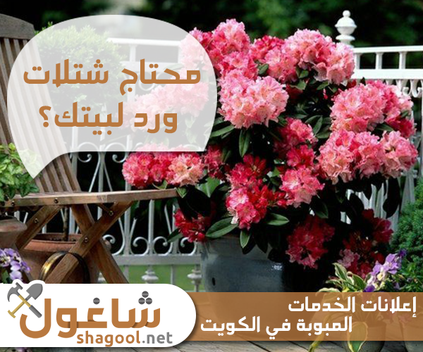 مشتل زهور ونباتات زينة في الكويت – إعلانات شاغول